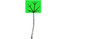 Leafproduction